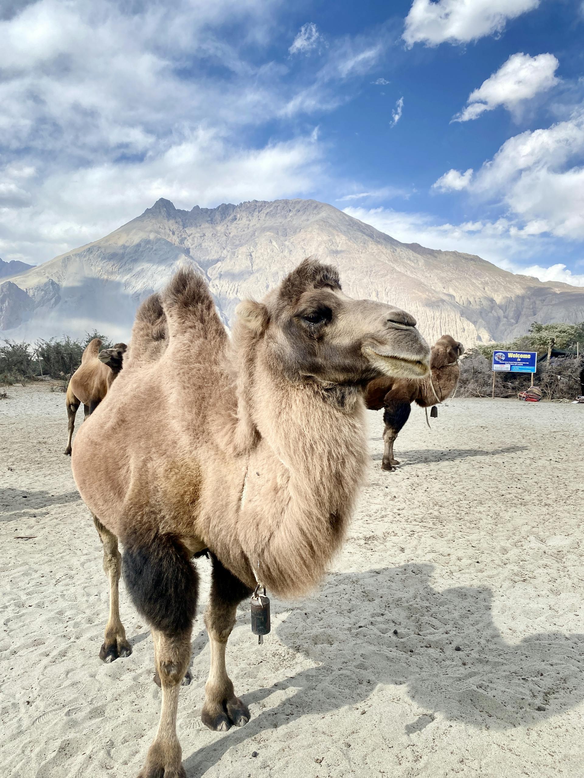 Bactrian camels in Diskit desert against scenic mountain backdrop, showcasing natural beauty and wildlife in Ladakh.